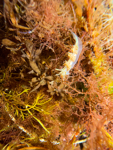 Hermissenda opalescens
