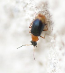 Hypebaeus flavicollis