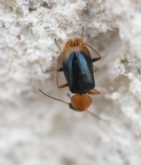 Hypebaeus flavicollis
