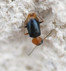 Hypebaeus flavicollis