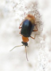 Hypebaeus flavicollis