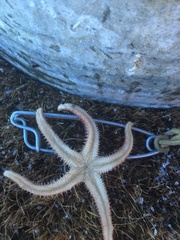 Orthasterias koehleri