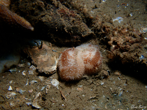 barnacle-eating dorid, Den Osse 103, 4318 TP Brouwershaven, Nederland, photo 10 of 10