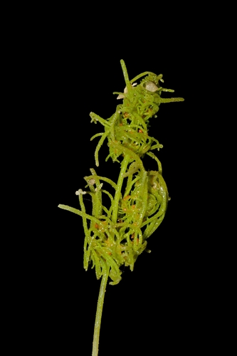 Tolypella glomerata observed 2026-05-06