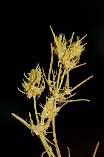 Tolypella glomerata observed 2026-05-06