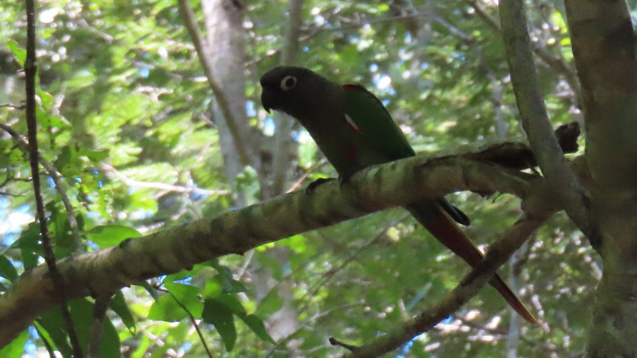 Blaze-winged Parakeet (Pyrrhura devillei), photo 1