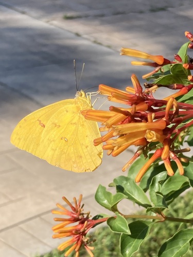 Orange-barred Sulphur photo 4