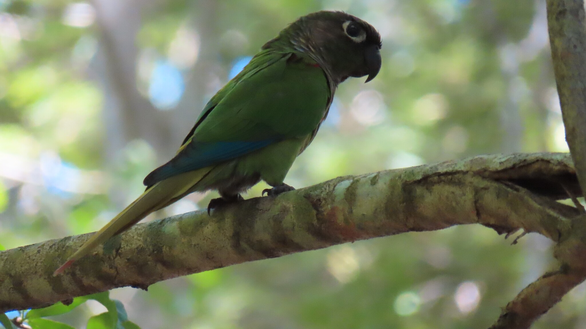 Blaze-winged Parakeet (Pyrrhura devillei), photo 2