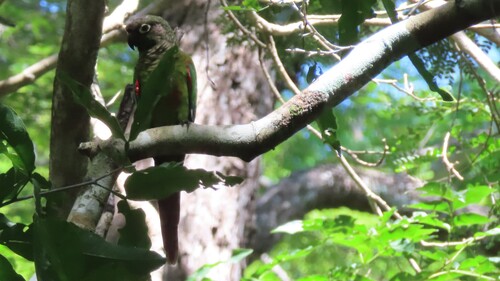 Blaze-winged Parakeet (Pyrrhura devillei), photo 9