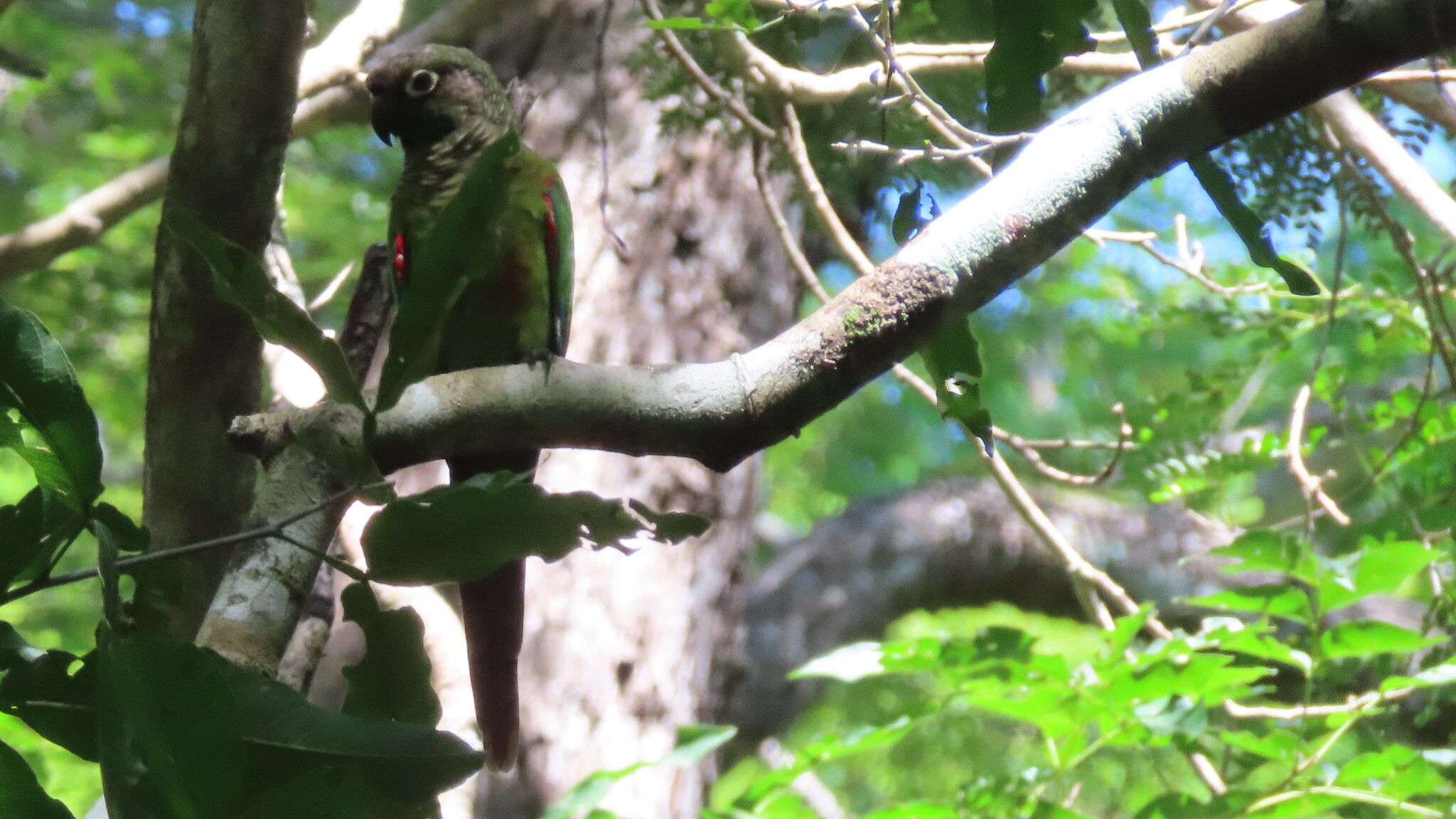 Blaze-winged Parakeet (Pyrrhura devillei), photo 9