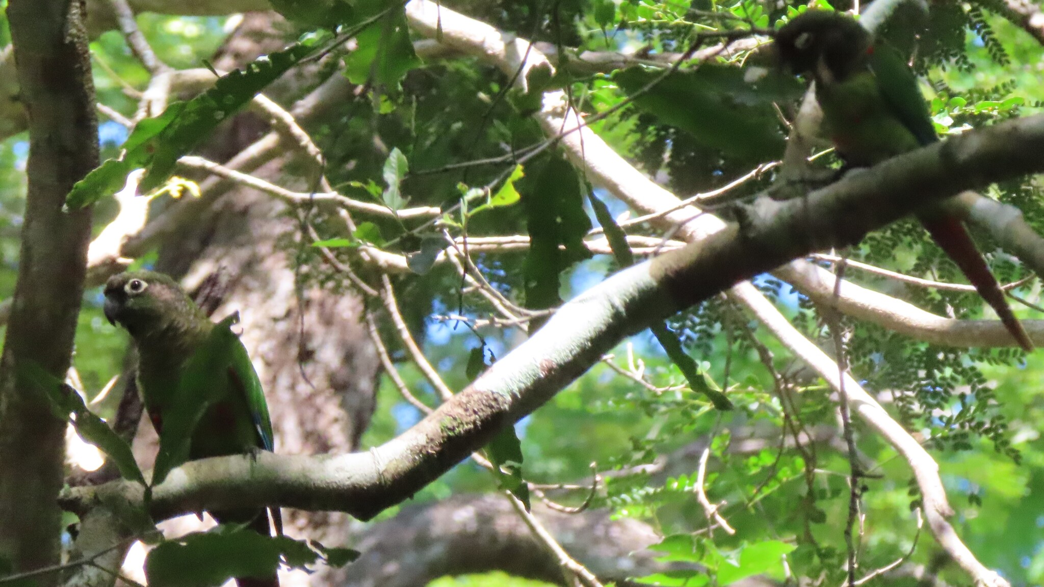 Blaze-winged Parakeet (Pyrrhura devillei), photo 10
