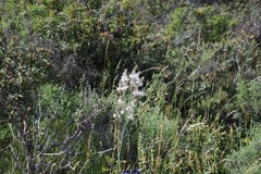 Arrhenatherum elatius