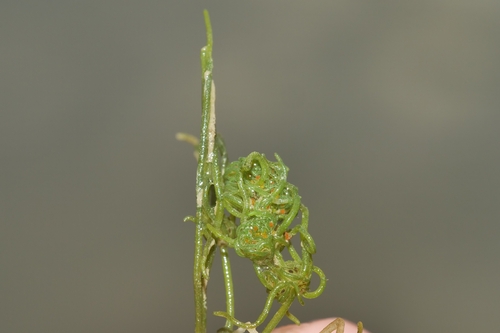 Tolypella glomerata observed 2026-05-06