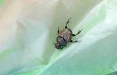 Onthophagus coenobita