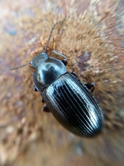 Nalassus dermestoides