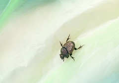 Onthophagus coenobita