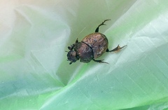 Onthophagus coenobita