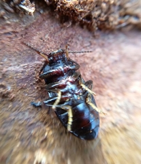 Nalassus dermestoides