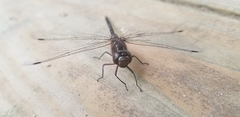 Gomphaeschna antilope