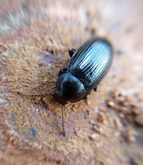 Nalassus dermestoides