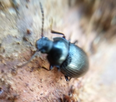 Nalassus dermestoides