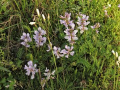 Astragalus distortus engelmannii