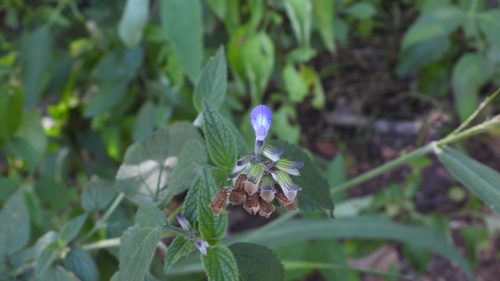 Salvia rypara, photograph 1