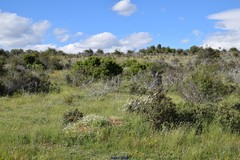 Dactylis glomerata hispanica