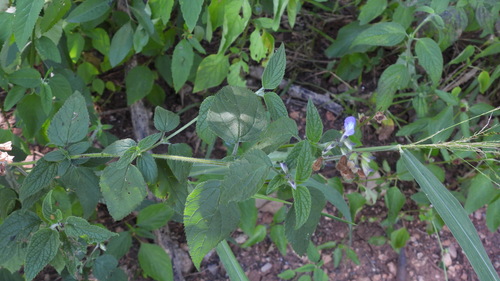 Salvia rypara