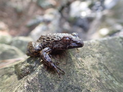 Glandirana emeljanovi