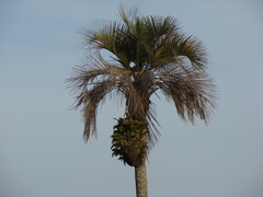Catasetum fimbriatum