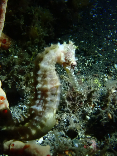 Hippocampus histrix