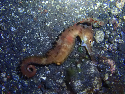 Hippocampus histrix