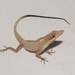 Machala Anole - Photo (c) Mario Humberto Yánez-Muñoz, some rights reserved (CC BY-NC), uploaded by Mario Humberto Yánez-Muñoz