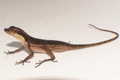 Anolis granuliceps