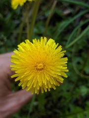 Taraxacum officinale