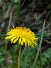 Taraxacum officinale