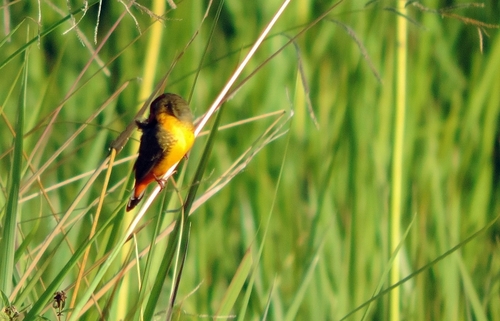Orange-breasted Waxbill (Amandava subflava), photo 10
