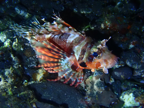 Dendrochirus zebra