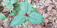 Trillium gracile