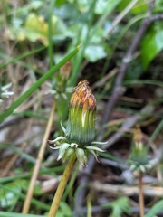 Taraxacum officinale
