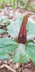 Trillium gracile