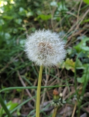 Taraxacum officinale