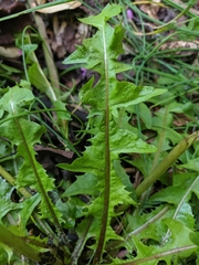 Taraxacum officinale