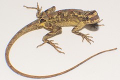 Anolis lyra