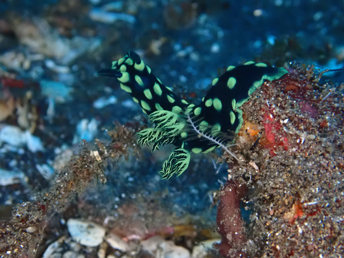 Nembrotha cristata