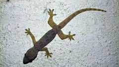 Hemidactylus platyurus