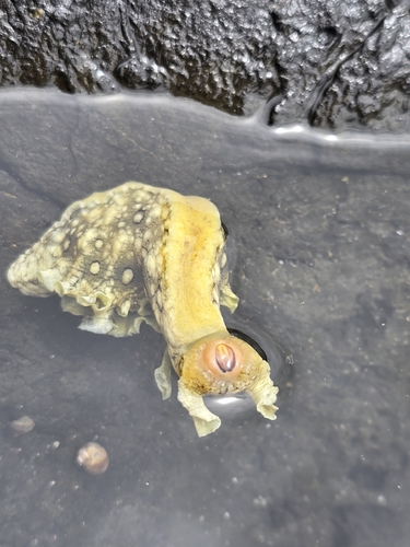 Aplysia dactylomela