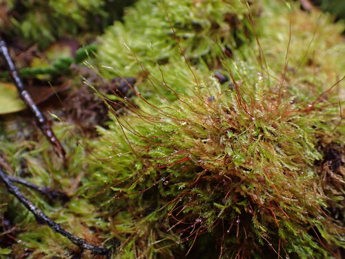 Rhizogonium pennatum observed 2026-04-17