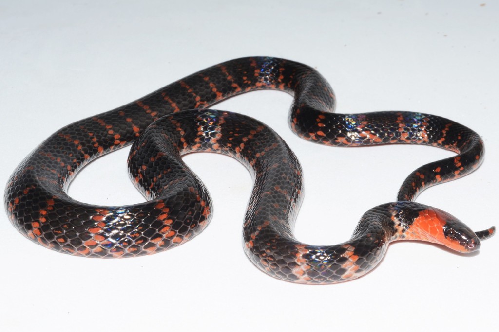 Atractus multicinctus (Serpientes de Colombia) · iNaturalist
